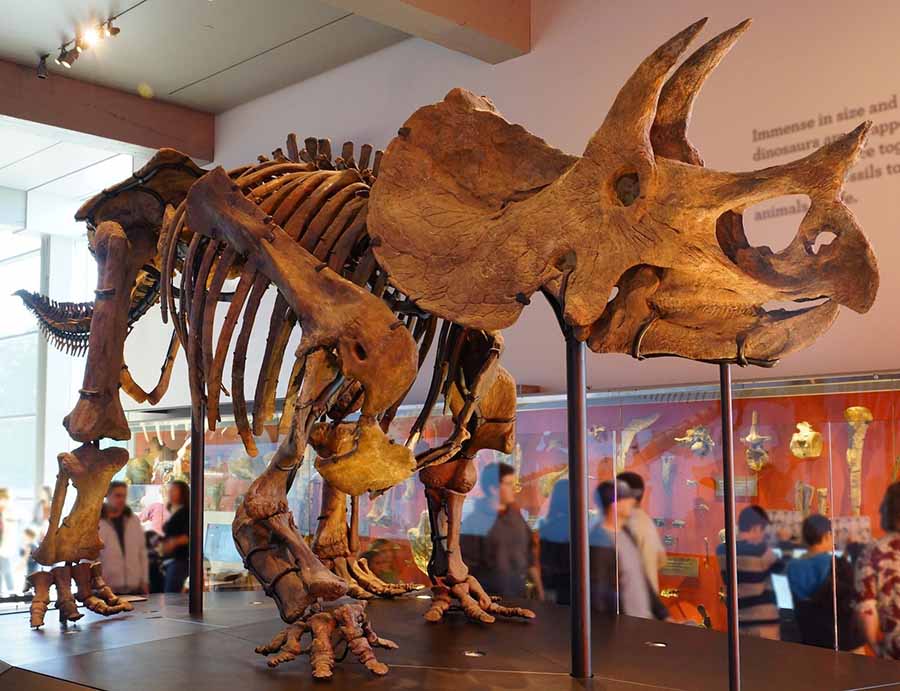 Triceratops mounted skeleton at Los Angeles Museum of Natural History.