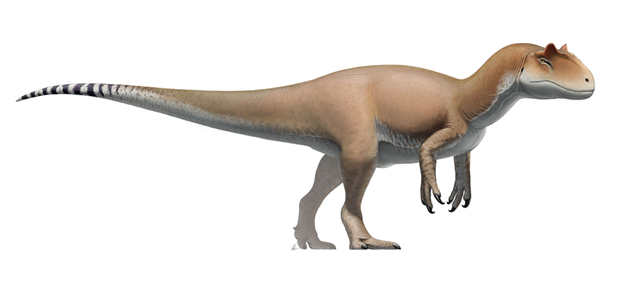 A. Fragilis dinosaur. Photo by Fred Wierum CC by 4.0